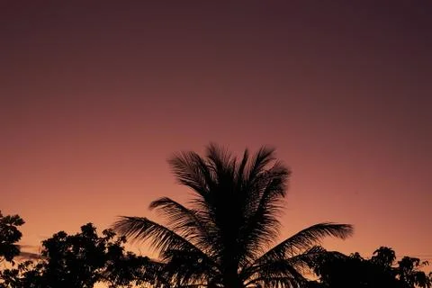 Coconut, Breadfruit And Mango Tree Stock Photos