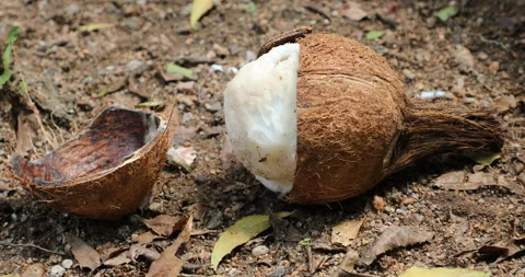 Coconut Breaking piece Stock Footage 288273332