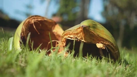 Coconut broken into two halfs lying on short grass Video stock 77899152