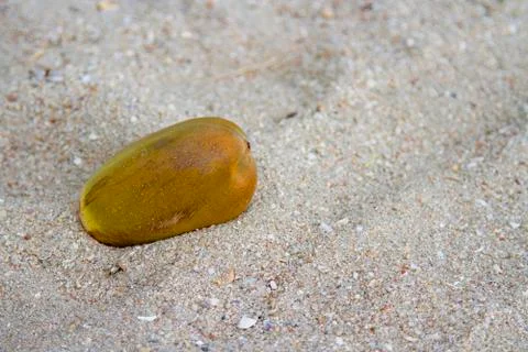 Coconut On brown sand Stock Photos