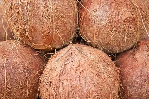 Coconut in a brown shell. Macro, texture of coconut. Stock Photos