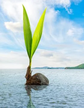 Coconut bud floating in the sea Stock Photos
