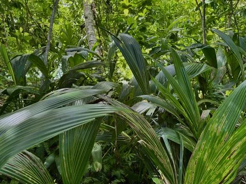 Coconut buds Stock Photos