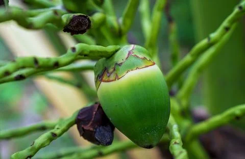 A coconut bunch containing both small, developing fruits and fruits that ha.. Foto stock