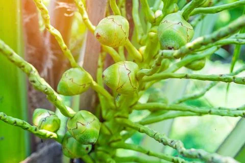A coconut bunch containing both small, developing fruits and fruits that ha.. Stockfoto's