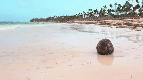 A coconut in a Caribbean beach Stock Footage 97078789