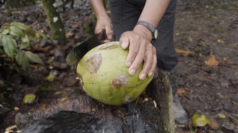 Coconut CHOP 1 Stock Footage 104874894