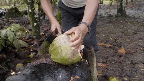Coconut Chop In The Amazon Rainforest Stock Footage 104874867