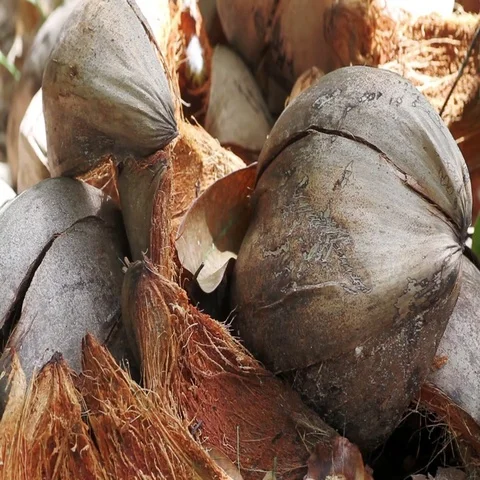 Coconut close-up Stock Footage 69488334