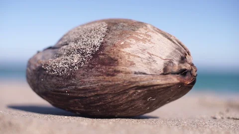 Coconut closeup on the beach Video stock 101371883