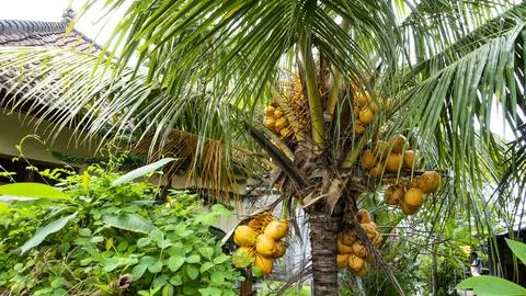Coconut cluster on Coconut tree. Stock Photos