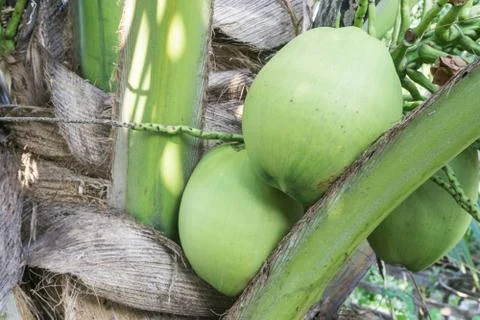 Coconut cluster on coconuts tree Stock Photos
