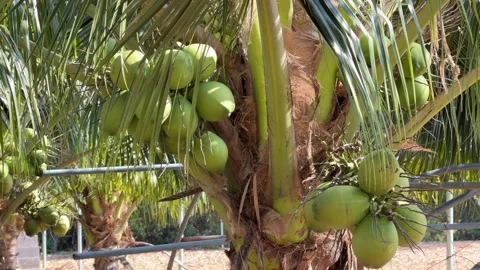 A coconut cluster hangs beneath arching fronds across a tropical plantation 库存影片 333197889