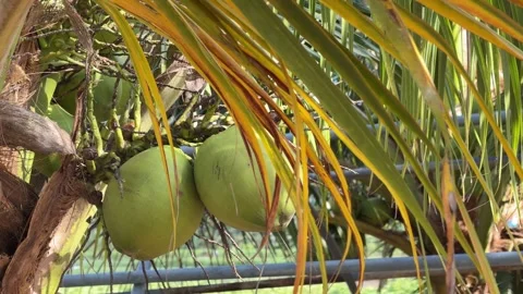 A coconut cluster hangs beneath arching fronds within plantation vegetation 库存影片 334588580