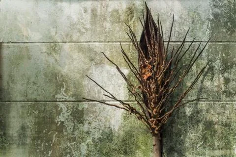 Coconut cluster Stock Photos