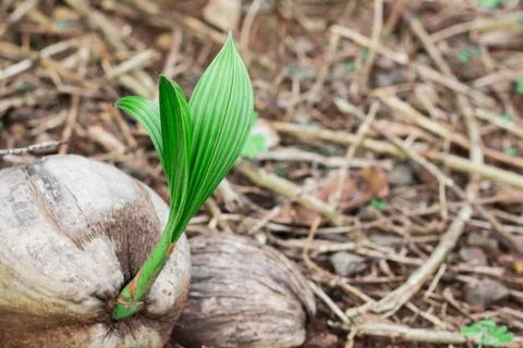 Coconut in coconut. Stock Photos
