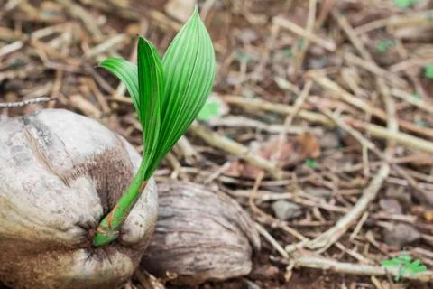 Coconut in coconut. Stock Photos