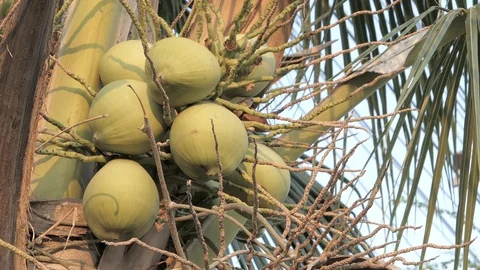 Coconut on coconut  tree Stock Footage 104592957