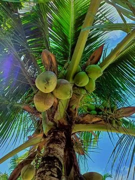 Coconut in coconut tree Stock Photos