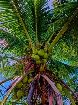 Coconut in coconut tree Stock Photos