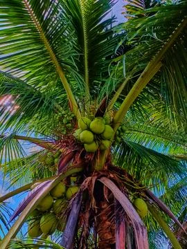 Coconut in coconut tree Stock Photos