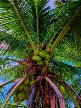Coconut in coconut tree Stock Photos