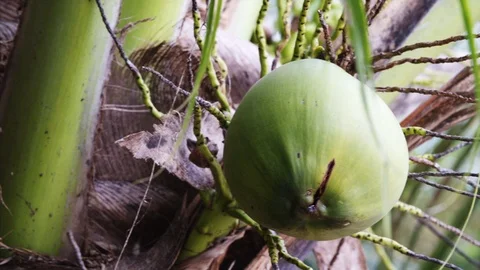 Coconut on a coconut tree. Sliding view. | Stock Video | Pond5
