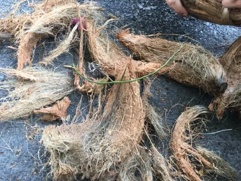 Coconut coir Foto stock