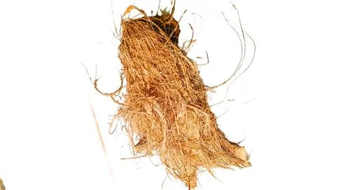 The coconut coir Stock Photos