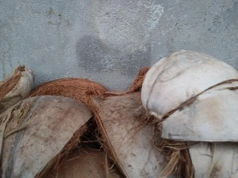 Coconut coirs Stock Photos