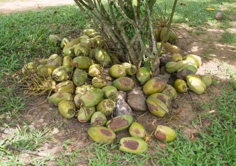 Coconut collection Stock-Fotos