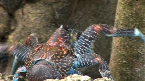 Coconut crab climbs a tree on an extremely remote atoll. Quelelevu. Fiji. Video stock 106498560
