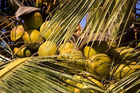 Coconut Crop Laden on Tree Stock Photos