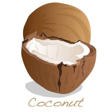 Coconut cut vector Stock Illustration