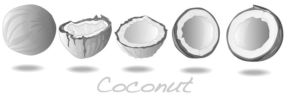 Coconut cut vector Stock Illustration