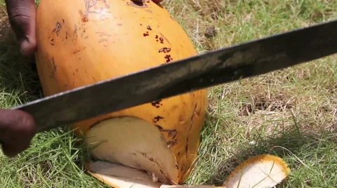 Coconut cut for water 01 Stock Footage 49837700