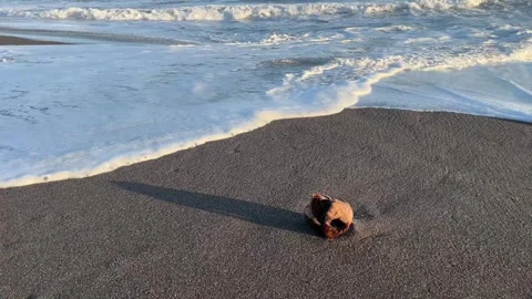 Coconut on dark sand beach with gentle waves rolling in Stock Footage 274400244