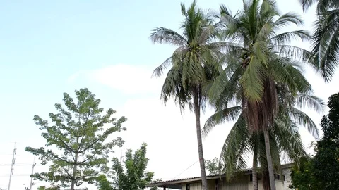 Coconut down Stock Footage 120457848