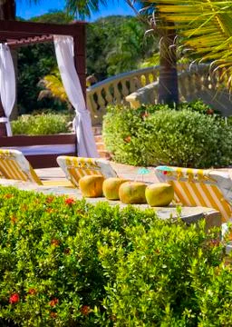Coconut Drinks Stock Photos
