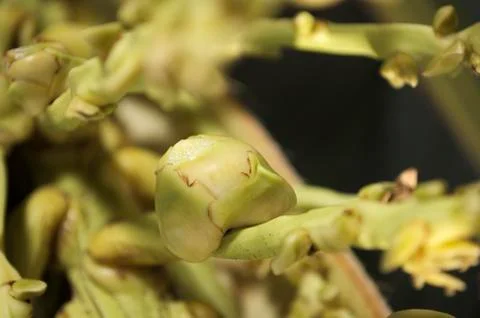 Coconut Embryo Stock Photos