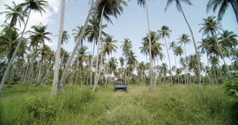 Coconut Estate 4K Stock Footage 152911802