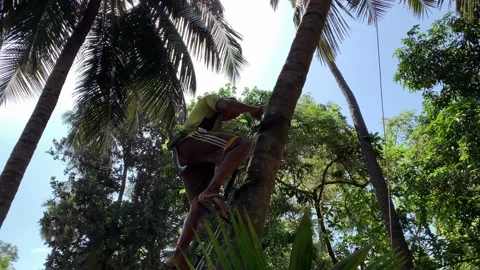 Coconut extractor is coming down from the coconut tree. Man made machine. Stock Footage 130741386