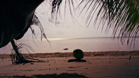 Coconut Falling from Palm Tree onto Sandy Beach and Rolling toward Calm Sea in S 動画素材 329061462