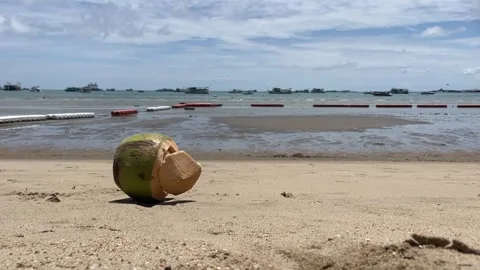 Coconut falling on sandy beach sunny day and rolling towards beachfront ocean Stock Footage 245343061