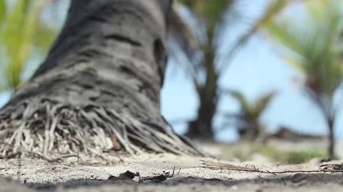 Coconut Falls to Ground and Rolls Away Stock Footage 71976237