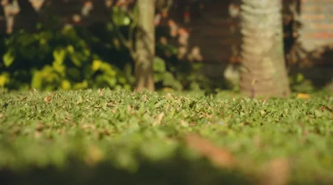 Coconut falls on ground, small grass, shallow depth of field Stock Footage 68109488