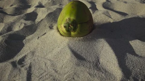 Coconut Falls into the Sand. Slow Motion Stock Footage 59149303
