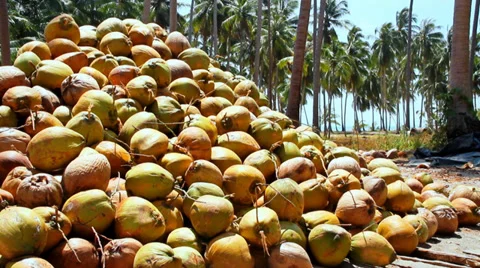 Coconut farm 動画素材 35377945