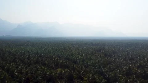 Coconut Farm 스톡 동영상 258812803