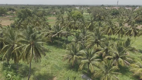 Coconut Farm Stock Footage 310784331